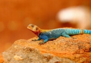 Шпалери на монітор | Тварини | ящірка, гріється на камінці,  голубувато-синього забарвлення, помаранчева морда